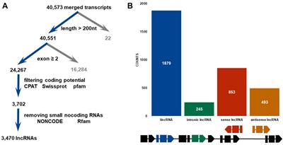 Frontiers | Genome-wide Identification And Functional Analysis Of Long ...